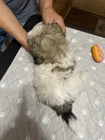 Chloe’s boy 1, a male Shih Tzu for sale in Boling, TX – 3 of 3
