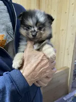 Jazzy’s blue Merle and tan, a female Pomeranian for sale in Boling, TX – Photo 5 of 10