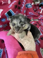 Jazzy’s blue Merle and tan, a female Pomeranian for sale in Boling, TX – Photo 7 of 10