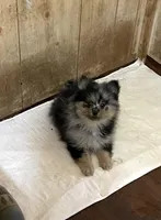 Jazzy’s blue Merle and tan, a female Pomeranian for sale in Boling, TX – Photo 3 of 10