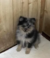 Jazzy’s blue Merle and tan, a female Pomeranian for sale in Boling, TX – Photo 2 of 10