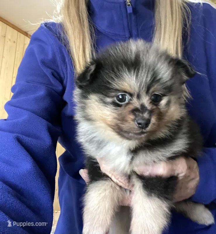 Jazzy’s blue Merle and tan