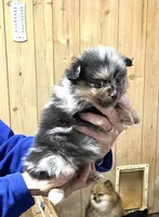 Jazzy’s blue Merle and tan, a female Pomeranian for sale in Boling, TX – Photo 4 of 10