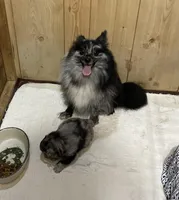 Jazzy’s blue Merle and tan, a female Pomeranian for sale in Boling, TX – Photo 9 of 10