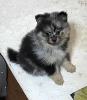 Jazzy’s blue Merle and tan, a female Pomeranian for sale in Boling, TX – Photo 6 of 10