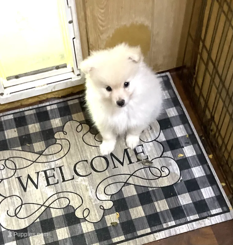 Nala’s boy reduced – Pomeranian puppy for sale in Boling, TX