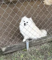 Koda’s boy , a male Pomeranian for sale in Boling, TX – 5 of 5