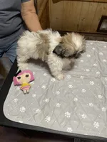 Chloe 2, a female Shih Tzu for sale in Boling, TX – 2 of 5