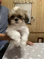 Chloe’s boy 2, a male Shih Tzu for sale in Boling, TX – 4 of 4