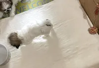 Chloe’s girl 2, a female Shih Tzu for sale in Boling, TX – Photo 7 of 7