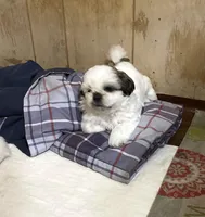 Chloe’s girl 2, a female Shih Tzu for sale in Boling, TX – Photo 1 of 7