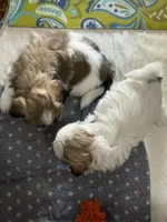 Chloe’s girl 2, a female Shih Tzu for sale in Boling, TX – Photo 5 of 7