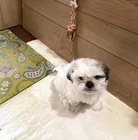 Chloe’s girl 2, a female Shih Tzu for sale in Boling, TX – Photo 2 of 7