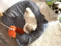 Chloe’s girl 2, a female Shih Tzu for sale in Boling, TX – Photo 4 of 7