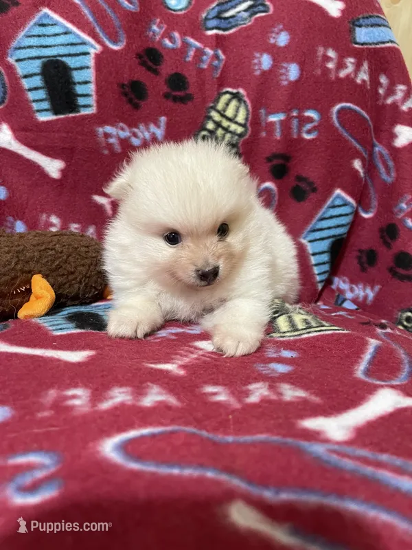 Nala’s boy – Pomeranian puppy for sale in Boling, TX
