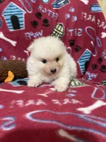 Nala’s boy, a male Pomeranian for sale in Boling, TX – 1 of 3