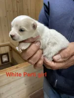 Manda’s parti, a female Pomeranian for sale in Boling, TX – Photo 2 of 3