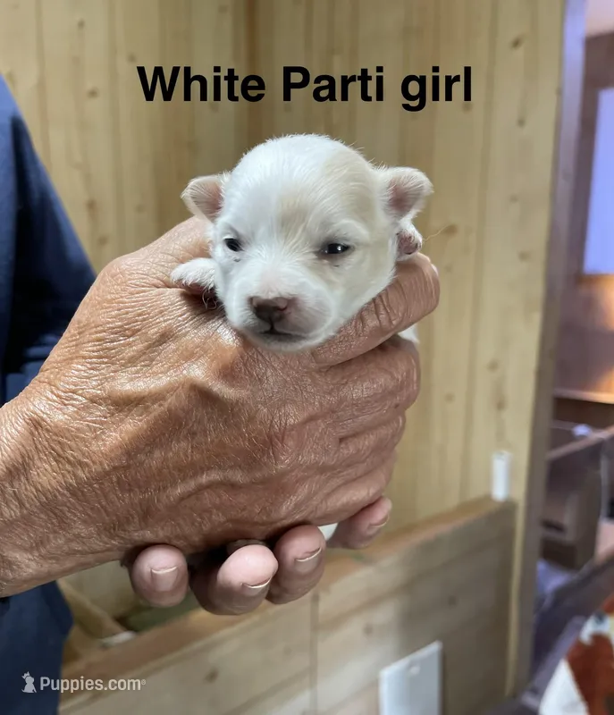 Manda’s parti – Pomeranian puppy for sale in Boling, TX