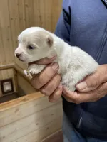 Manda’s parti, a female Pomeranian for sale in Boling, TX – Photo 3 of 3