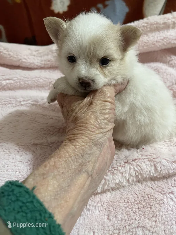 Manda’s parti – Pomeranian puppy for sale in Boling, TX