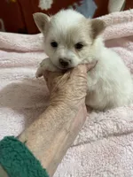 Manda’s parti, a female Pomeranian for sale in Boling, TX – 1 of 6