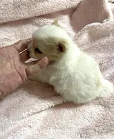 Manda’s parti, a female Pomeranian for sale in Boling, TX – 2 of 6