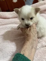 Manda’s parti, a female Pomeranian for sale in Boling, TX – 3 of 6
