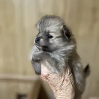 Nala girl one on hold , a female Pomeranian for sale in Boling, TX – Photo 4 of 8