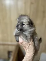 Nala girl one, a female Pomeranian for sale in Boling, TX – Photo 4 of 8