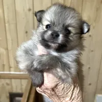 Nala girl one on hold , a female Pomeranian for sale in Boling, TX – Photo 3 of 8