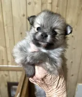 Nala girl one, a female Pomeranian for sale in Boling, TX – Photo 3 of 8