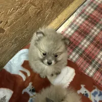 Nala girl one on hold , a female Pomeranian for sale in Boling, TX – Photo 2 of 8