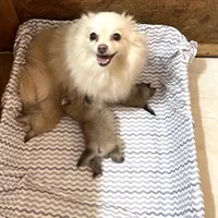 Nala girl one on hold , a female Pomeranian for sale in Boling, TX – Photo 8 of 8