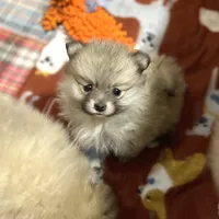 Nala girl one on hold , a female Pomeranian for sale in Boling, TX – Photo 1 of 8