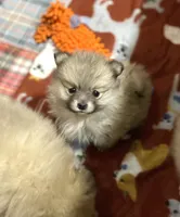 Nala girl one, a female Pomeranian for sale in Boling, TX – Photo 1 of 8