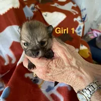 Nala girl one on hold , a female Pomeranian for sale in Boling, TX – Photo 7 of 8