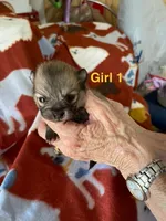 Nala girl one, a female Pomeranian for sale in Boling, TX – Photo 7 of 8