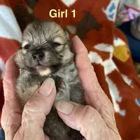 Nala girl one on hold , a female Pomeranian for sale in Boling, TX – Photo 5 of 8