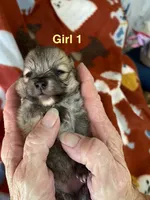 Nala girl one, a female Pomeranian for sale in Boling, TX – Photo 5 of 8