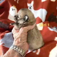 Nala girl one on hold , a female Pomeranian for sale in Boling, TX – Photo 6 of 8