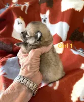 Nala girl one, a female Pomeranian for sale in Boling, TX – Photo 6 of 8