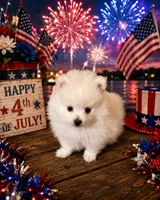 Koda’s boy , a male Pomeranian for sale in Boling, TX – 1 of 9