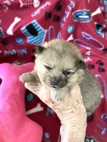 Jazzy’s blue sable reduced, a female Pomeranian for sale in Boling, TX – Photo 7 of 9