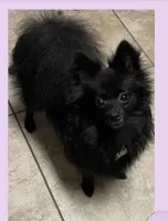 Jazzy’s blue sable reduced, a female Pomeranian for sale in Boling, TX – Photo 8 of 9