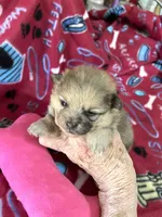 Jazzy’s blue sable reduced, a female Pomeranian for sale in Boling, TX – Photo 6 of 9