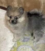 Jazzy’s blue sable reduced, a female Pomeranian for sale in Boling, TX – Photo 1 of 9