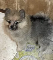 Jazzy’s blue sable reduced, a female Pomeranian for sale in Boling, TX – Photo 4 of 9