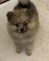 Jazzy’s blue sable reduced, a female Pomeranian for sale in Boling, TX – Photo 2 of 9