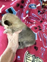 Jazzy’s blue sable reduced, a female Pomeranian for sale in Boling, TX – Photo 5 of 9