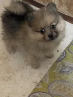 Jazzy’s blue sable reduced, a female Pomeranian for sale in Boling, TX – Photo 3 of 9